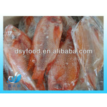 Frozen red tilapia whole round